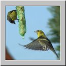 Carduelis spinus - Erlenzeisig 07.jpg